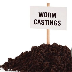 Worm Casting